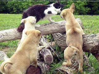 funny black and white cat and three dogs fighting