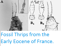 http://sciencythoughts.blogspot.co.uk/2014/04/fossil-thrips-from-early-eocene-of.html