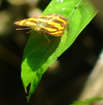 Common Lascar (Pantoporia hordonia) 