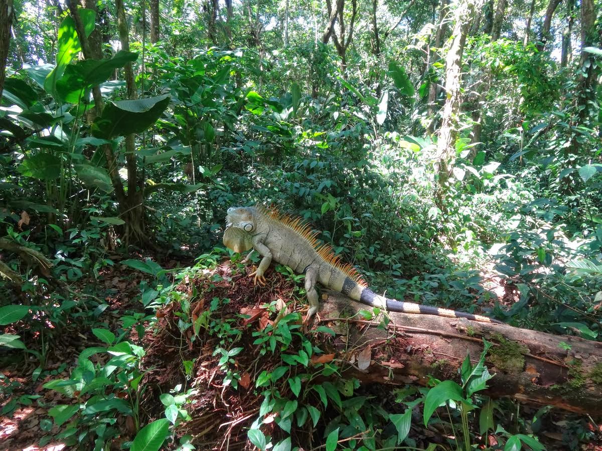 iguana net