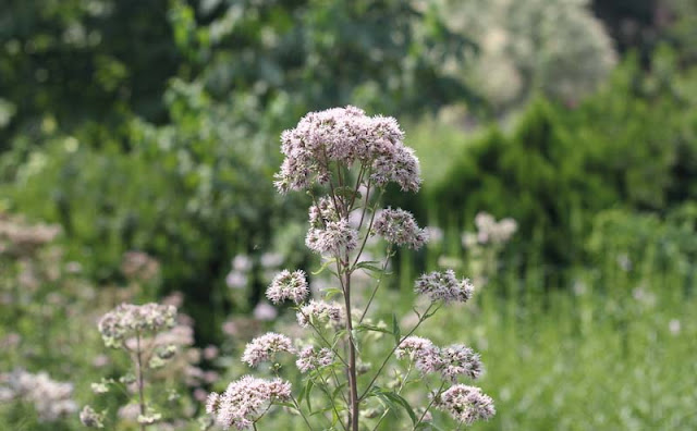 Joe-Pye Weed Flowers