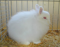 mini english angora