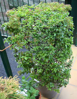 Espino de fuego o piracanta (Pyracantha coccinea M.Roem.).