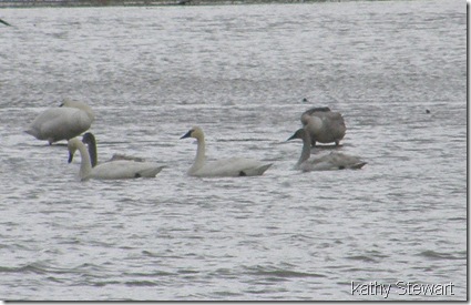 Swans