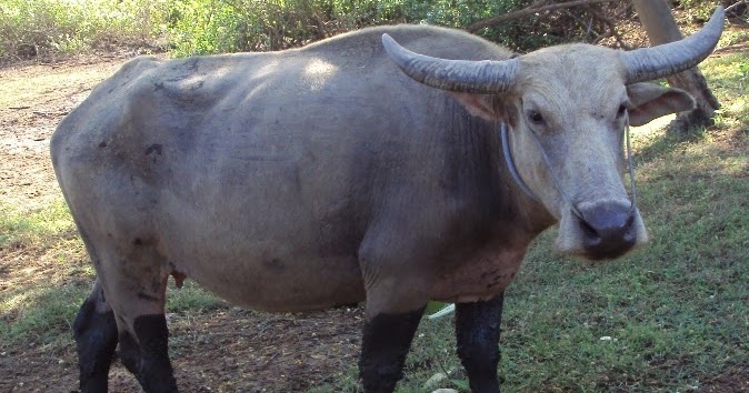 Berapa Sebenarnya Harga Daging Kerbau India? - Rumah Petani