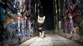 Millie, kucing pemberani yang bertugas sebagai penjaga keamanan pertama di dunia.