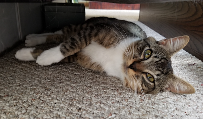 Charlie under the bed