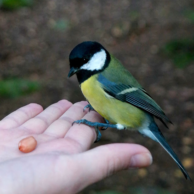 Feeding Bird