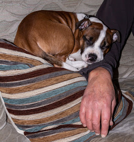 Photo of Ruby sleeping on a cushion cuddled up to Phil's arm