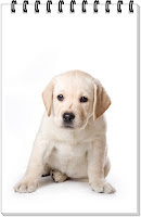 Labs are extremely friendly. This can be a very good thing, it's easy to introduce your Lab to new people without lots of barking or aggressive behavior. Labrador's will often express their friendliness by jumping on people