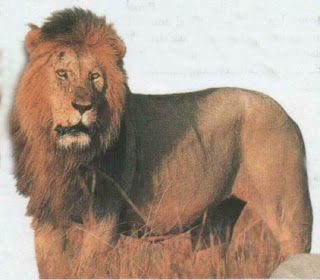 Lion