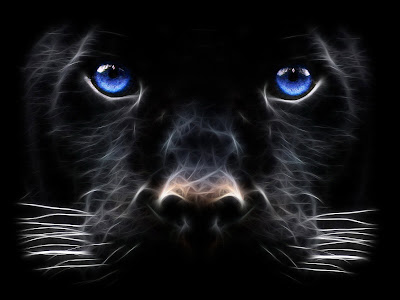 Animals Wallpaper - Big Cat