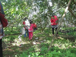 WISATA KEBUN BUAH JAMBU MERAH