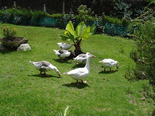 aves de corral 