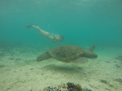 Petit bout de chemin avec une tortue marine