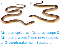 https://sciencythoughts.blogspot.com/2017/10/atractus-cerberus-atractus-esepe.html