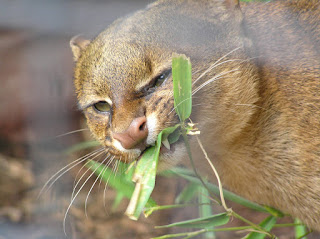 big cat rescue