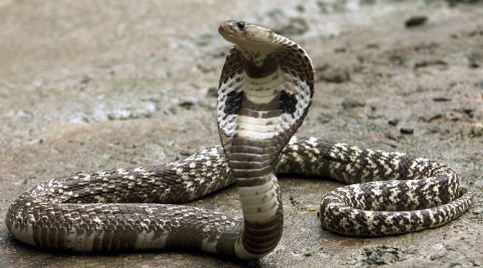 Gambar Ular Cobra Terbaru