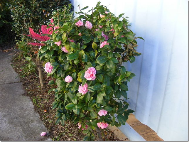 DSCF7524