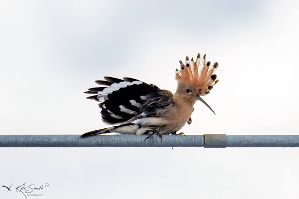 Hoopoe