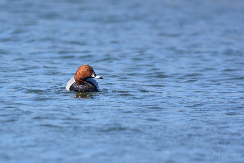 Punapea-vart, Aythya ferina, Common Pochard, European, Eurasian, Northern, part