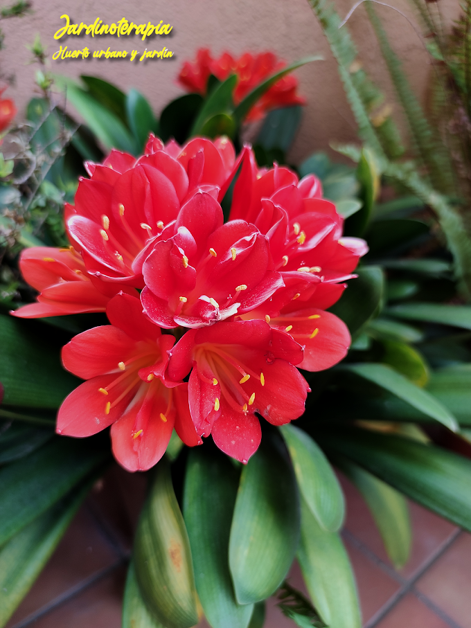 Nuestras plantas: clivia miniata