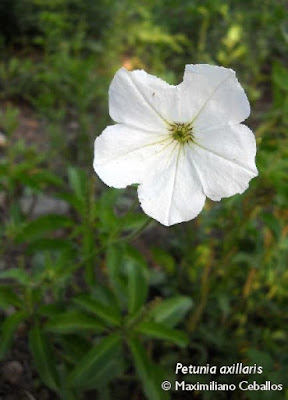 Petunia axillaris