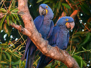 Hyacinth Macaws