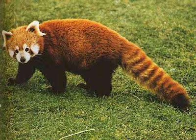 Red Panda