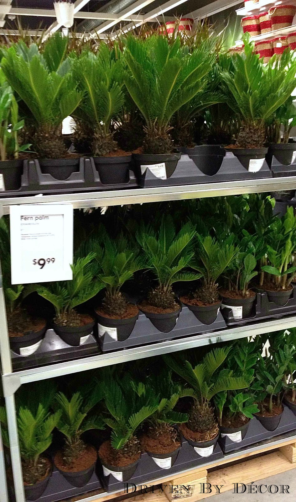  IKEA  s New Indoor  Plants  Driven by Decor
