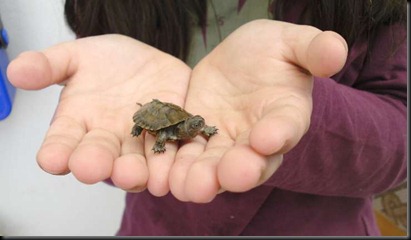 Tortuguita 2