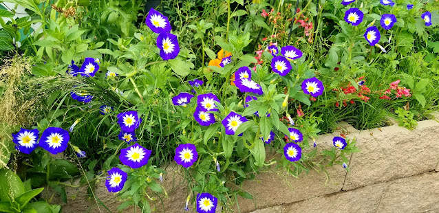 Beautiful Tricolor Flowers