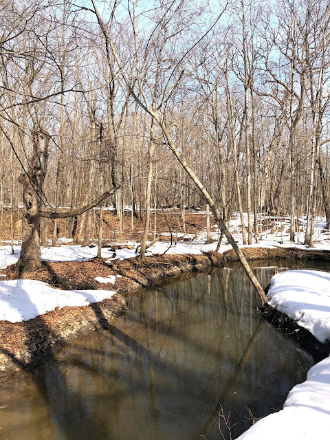 The sun brightened the forest with a golden hue at Beulah Park.