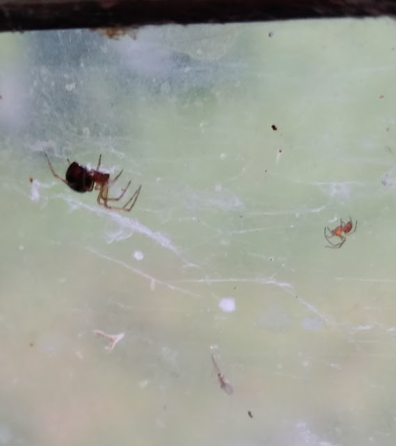 two spiders hanging out waiting for flies