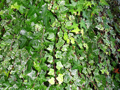 Ivy on a tree stump