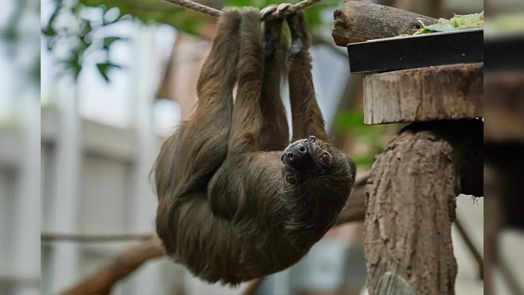 "Oldest sloth in captivity is 54" - GWR