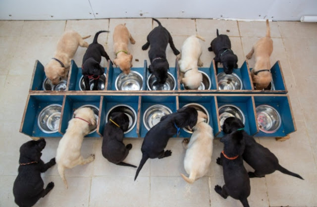 Cadelinha da raça Labrador dá à luz 14 filhotinhos de uma vez só [ + Fotos ]
