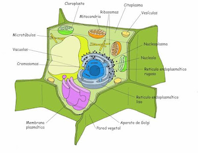 celula vegetal y sus partes. La Célula