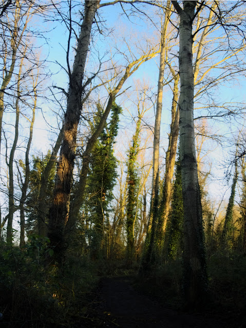 Tall birch and willow trees line path