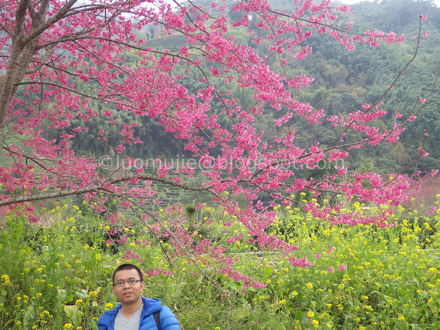 Caopingtou cherry blossoms