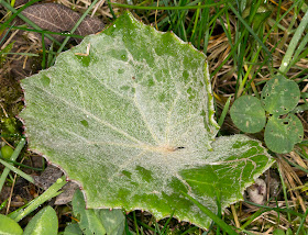 Coltsfoot, Tussilago farfara.  Nashenden Farm Lane, 14 April 2012.