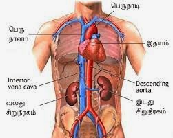 மனித உடலின் அதிசய செய்திகள் 