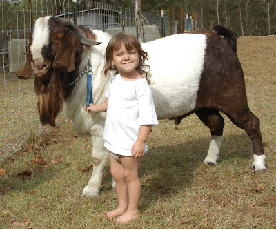 The types and pictures of beautiful goats.