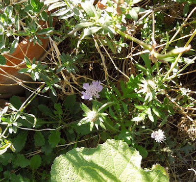 Blue Pincushion Flowers (Scabiosa) in November, © B. Radisavljevic