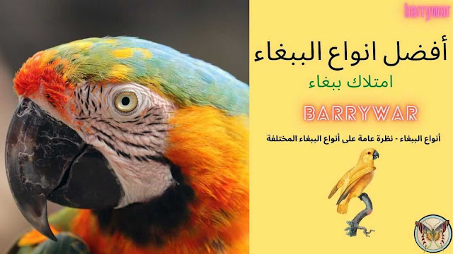 أفضل انواع الببغاء للمبتدئين:انواع البغبغانات: أنواع الببغاء | barrywar