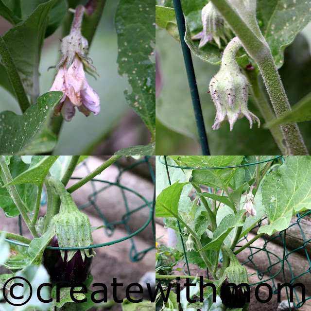 eggplant plant