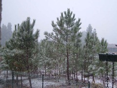 Neve 29.11.08 001