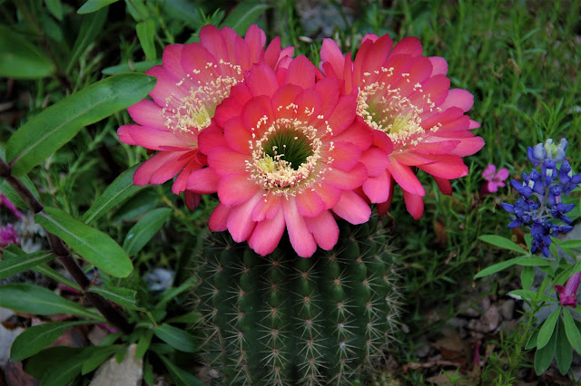 Torch Cactus