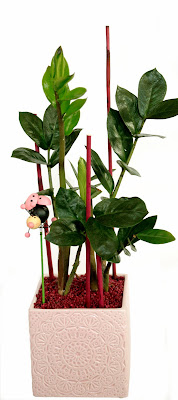 garderobsblomma, zamioculcas, Cult design graciliskruka