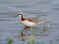 Wilson’s Phalarope, female in breeding plumage – Fairport, NY – July 2007 – photo by Dominic Sherony